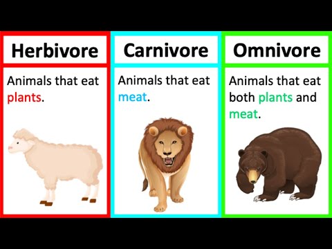 What is another name for herbivore?