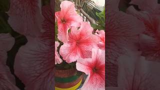 Pink Petunia flower #bollywood #song #hindisong