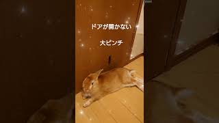 トイレに行きたいのに…！　#トイレ　#開かない　#大ピンチ　#うさぎ #うさぎのいる暮らし