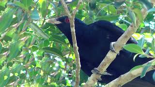 [AUDIO] Australian Koel Song \u0026 Calls HQ | Australia's most annoying bird sound