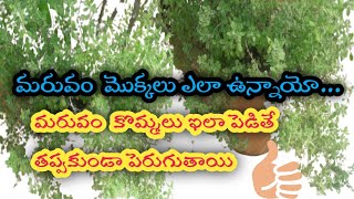 మరువం మొక్కలు ఎలా ఉన్నాయో చూడండి/మరువం కొమ్మల్ని ఇలా నటితే తప్పక మొక్కలు వస్తాయి/How to Grow maruvam