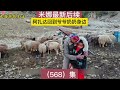 568集｜阿扎达回到爷爷奶奶身边 米娜最新后续#纪录片解说