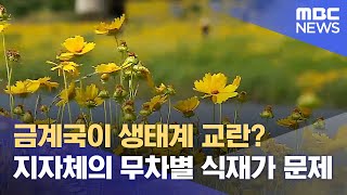 금계국이 생태계 교란? 지자체의 무차별 식재가 문제 (2024.06.05/뉴스데스크/안동MBC)