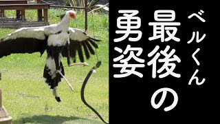 掛川花鳥園のヘビクイワシのベルくん。2022年7月のバードショーでの名演技。今までありがとう。やすらかに…