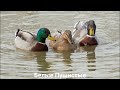 КРЯКВА🦆 Птицы Животные Интересные факты