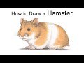 How to Draw a Hamster