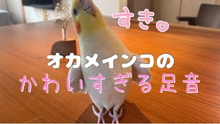 【オカメインコ】ルンルンで散歩するえぷり