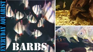 Barbs Are The Best Aquarium Community Fish | How To Keep Barbs