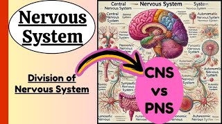 Types of Nervous System Explained | Central, Peripheral, Autonomic | sympathetic, parasympathetic