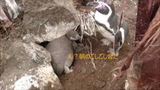 【ペンギン】えらそうなペンギン赤ちゃん（伊勢シーパラダイス／水族館）