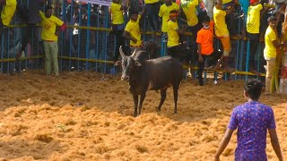 திருச்சி ஜெயில்தெரு கெளதம் மாடு | கோவிலூர் ஜல்லிக்கட்டு 2022 | Kovilur Jallikattu | Thangam Tv