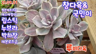 루비다육2탄/창다육/묵둥이들 구경해보세요/신상아이들 많아요/택배 010 5895 1110(korean succulent plants)