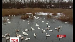 На Буковину злетілися зимувати лебеді-шипуни