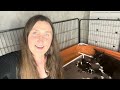 puppy vlog pierwsza fotosesja szczeniaczkÓw paulina i psy