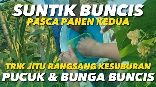 Trik Mudah; Suburkan Pucuk & Bunga Sekaligus, Siap2 Buncis Di Para-para Bakal Tumbuh Subur!