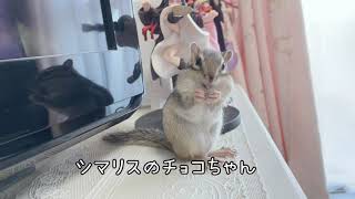 【シマリス】チョコちゃん、ついに1番高い所に…。