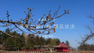 青森県平川市 猿賀公園の桜 開花状況【2024年4月6日撮影】