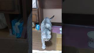 猫が掃除中に屁し過ぎてヤバイ事に(音あり)#shorts#ショート#猫#おもしろ#スコティッシュフォールド