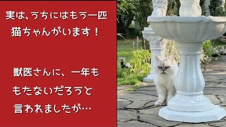 もう一匹の猫の現状/先住猫について/犬の十戒〜１０の約束/動物を飼うにあたって/猫ちゃんからのメッセージ