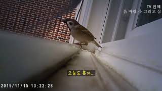 인제 상동리 참새 Sparrow of Sangdong-ri