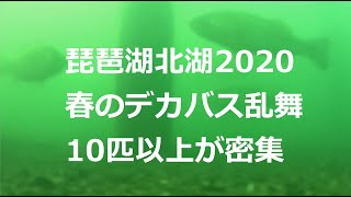 琵琶湖北湖の取水塔で捉えたデカバス乱舞