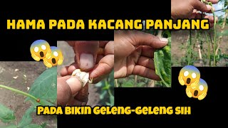 Panen PERTAMA pas HARGA BAGUS || HAMA, PENYAKIT & OBAT pada kacang panjang@NandurSayur