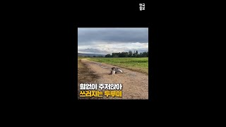 멀쩡해 보이는 두루미가 갑자기 픽픽 쓰러지는 이유는?