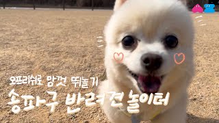 오프리쉬로 뛰어놀 수 있는 놀이터가 있다고?! 송파 반려견 놀이터 방문기🐶