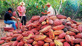 Cocoa Fruit Harvesting - Cocoa bean Processing - Cocoa Processing To Make Chocolate in Factory
