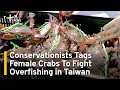 Conservationists Tags Female Crabs To Fight Overfishing in Taiwan | TaiwanPlus News