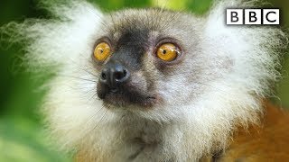 Lemurs get high | Spy in the Wild - BBC