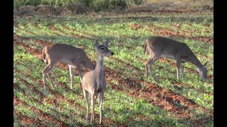 Doe Hunting Strategies for Private Land Deer Hunters