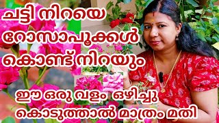 റോസാപ്പൂക്കൾകൊണ്ട്ചെടിനിറയാൻ ഈഒരു വളംമാത്രംമതി #roseplantscare#fertilizerforrose@Mydreamsmyhappiness