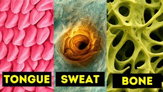 Human Body Under Electron Microscope HD