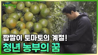 짭짤이 토마토의 계절! 청년 농부의 꿈도 함께 익어갑니다 🍅 | KBS 230330 방송