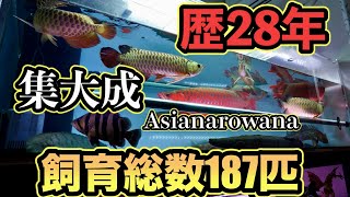 マニア宅訪問『日本最高峰』🟡鮮烈の過背金龍🐲🟥歴史の紅龍🐉　アジアアロワナ集大成！歴２８年の飼育者が語り明かす！ポリプ沼トゥルカナビキールも始動！アクアリウム　大型魚