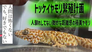 【飼育紹介】トッケイヤモリ♀