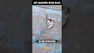 새끼길냥이에게 커다란 생선을 주자 생긴 일