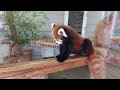 ヒノトントンzoo レッサーパンダ アルくん ②