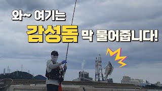 [Ep.68]아무도 없는 발판 좋은 방파제에 갔더니.. 감성돔이 끊임없이 나오네요!