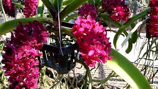 Rhynchostylis orchid in Thailand ช้างแดง Rhynchostylis gigantea(Lindl.)Ridl (Red color) 1st award