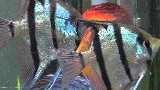 Acuario 240 LITROS  DISCOS, ESCALARES ALTUM  Y OTROS PECES AQUARIUM DISCUS (1ª PARTE) FULLHD 1080P