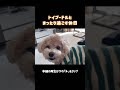 トイプードルとまったり過ごす休日vlog shorts toypoodle 犬のいる暮らし トイプードル 癒し doglover