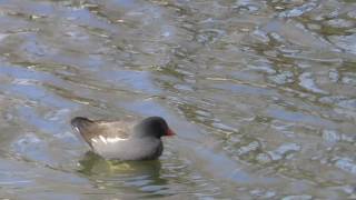 [4K] 野鳥：バン／Ｎ区Ｓ公園