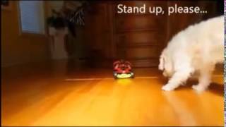Funny Dogs Videos Scary Funny Pranks Animal Funny Video 2013) HD