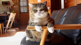 ギャップが凄すぎるねこ。-Terrifying Maru and Cute Maru.-