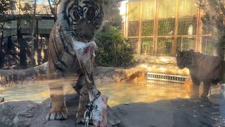 順番待ちする子トラ【‎2024年‎12月24日】【上野動物園】スマトラトラ