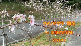 クメノサクラ開花　in　本部町伊豆味　2024 3 9