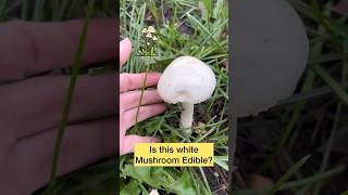 Please Help! Is this Mushroom Edible or Poisonous? #shorts