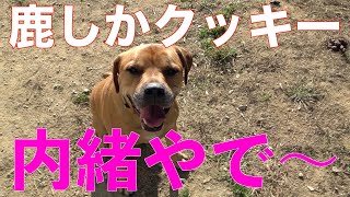 ケンちゃんオヤツタイム鹿しかクッキーAnimal Rescue Nursing